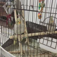 عروس سه ماهه سه عدد