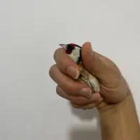 سهره یه وجبی بروجرد