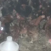 مرغ و خروس محلی