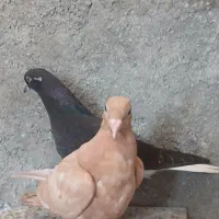 دوتا جوجه یک پر دم سفید و زرد کرمونی