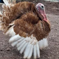 بوقلمون .بوربورن