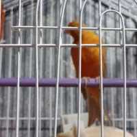 قناری سرخ و زرد