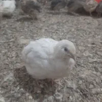بلدرچین