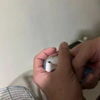 طوطی فیشر برزیلی سالم بامزه (دستی)|پرنده|شاهین‌شهر, فردوسی|دیوار