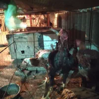 خروس لاری|حیوانات مزرعه|اصفهان, خرم|دیوار