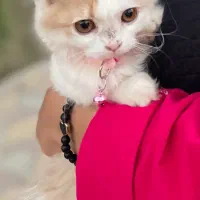 واگذاری گربه پرشین کلاسیک عروسکی