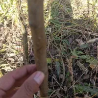 نهـالهای ایرانی و خارجــی|خدمات باغبانی و درختکاری|کبودرآهنگ, |دیوار