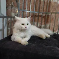 گربه|گربه|مشهد, موسوی قوچانی|دیوار