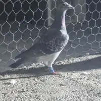 مگس عطیقه و ابلغ مگس بغدادی کفتر خوش استیل|پرنده|ایرانشهر, |دیوار