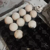 تخم بوقلمون نطفه دار تضمینی