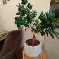بنسای ۸ ساله|گل و گیاه طبیعی|کرج, حسن آباد|دیوار