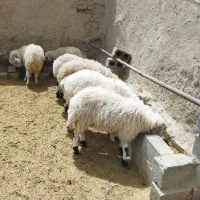 دوبره چاق  ماده و9عدد بره چاق فروشی