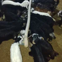 بروبیگ ترکی|حیوانات مزرعه|دزفول, |دیوار