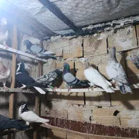 هفترنگ|پرنده|بشاریات, |دیوار