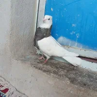 طوقی نر|پرنده|قزوین, |دیوار