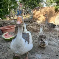 غازنروماده جفت بااردک نرو ماده جفت