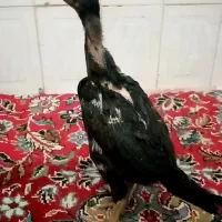 جوجه لاری|حیوانات مزرعه|شیراز, کوشک میدان|دیوار