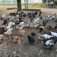 غاز اردک بوقلمون خروس