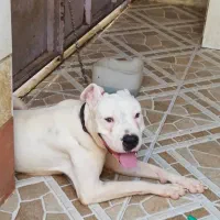 سگ داگو آرژانتین