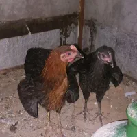 نوچه مرغ و خروس