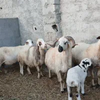 میش داشتی|حیوانات مزرعه|سامان, |دیوار