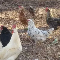 مرغ گلین ریشی گپ یا کرچ