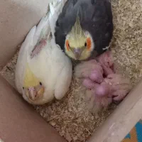 یک جفت عروس هلندی با چهار عدد جوجه|پرنده|کارون, |دیوار