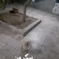 سگ آرام وناز|سگ|بیرجند, |دیوار