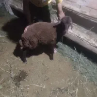 بره ماده هترو