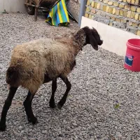 شیشک  جهت قربانی گوشت و جگر به شرط