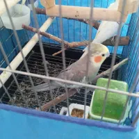 عروس هلندی