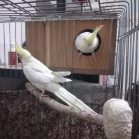 عروس هلندی لوتینو|پرنده|همدان, |دیوار