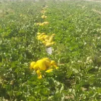 اجاره 30هکتارزمین صیفی مخصوص کشت تمام صیفی جات