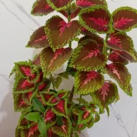 گل مخمل زیبا