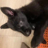 سگ جرمن بلاک دختر