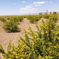 ملک کشاورزی زرشک