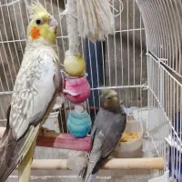 یک جفت عروس هلندی نر و ماده ویک جوجه همراه باقفس