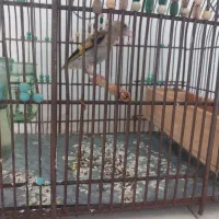 جوجه سهره نر سه ماهه