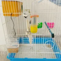 یک جفت مرغ عشق مولد و سالم|پرنده|بوکان, |دیوار