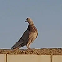 کبوتر لطفا اگهی بخوانید