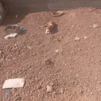 توله سگ|سگ|شهرضا, |دیوار