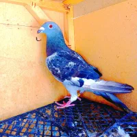 کفتر پلاکی|پرنده|مسجد سلیمان, |دیوار