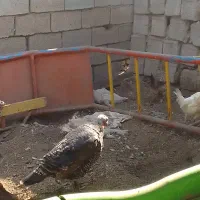 بوقلمون ماده شرط تخم|حیوانات مزرعه|رامشیر, |دیوار