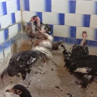 جوجه|حیوانات مزرعه|محمدیه-قزوین, |دیوار