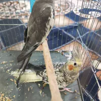 عروس پاریس هلندی جفت