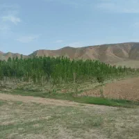 خریدار چوب صنوبر ودرخت میوه ضایعات با قیمت خوب