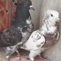 کبوتر پرشی سوسکی