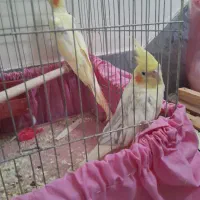 طوطی عروس هلندی