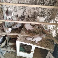 8 تا کبوتر سرور هفت رنگ شهرستانی ناجلد فنر