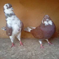 کفتر تهرانی پرشی